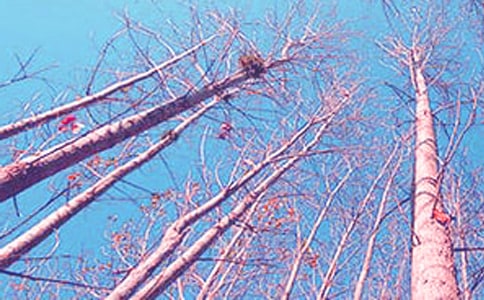 ������ǰ�İח��