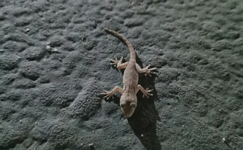 �ڻ�