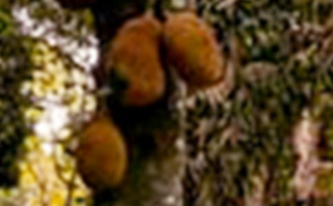 �ҼҵĲ��}�ۘ�����ɢ��