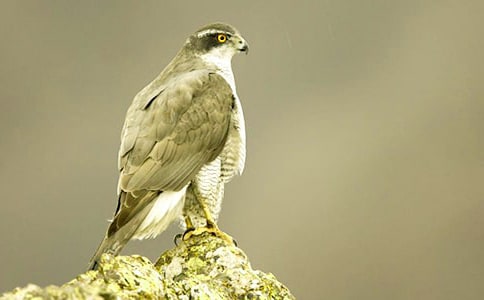 �n�������{��Ĵ���