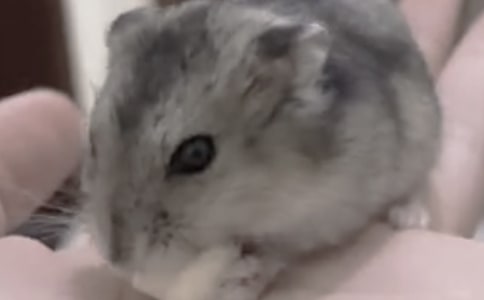 �ɐ۵�С�}�����꼉��������400��