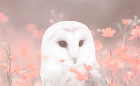 �P(gu��n)�ڄ�ֲ���?��ʾС�W(xu��)���꼉����