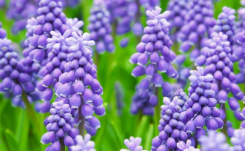 �L(f��ng)����