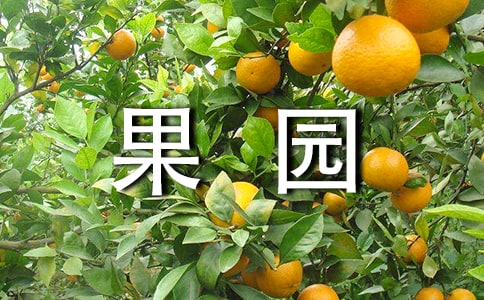 �茑���@����