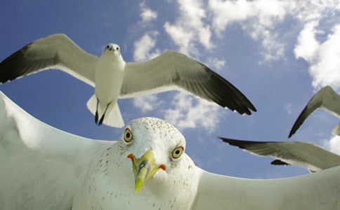 �x�����t�̼{ɭ�����