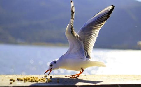 �P(gu��n)�ں��t�̼{ɭ�x��з��ģ����x17ƪ��