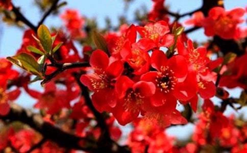 ���������躣�Ļ�