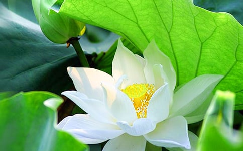 �茑�ɻ���Ъ���Z��ȫ