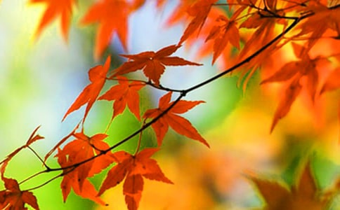 有關(guān)紅葉題詩典故