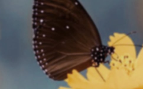 �����Ľ�B�c���P(gu��n)Ъ���Z(y��)