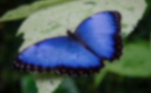 ��(m��ng)��������Z(y��)���