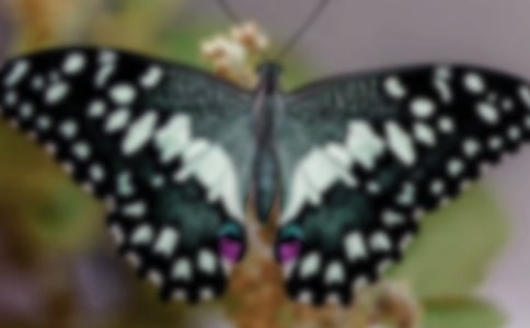 �������㶹�����x��з��ģ����x4ƪ��