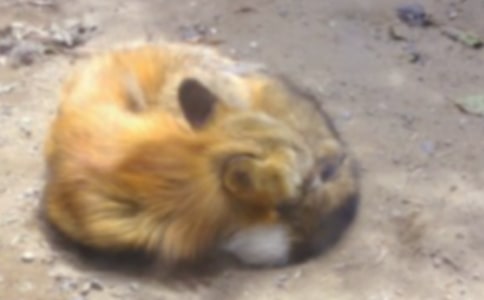 ��؂�c���f���꼉�m(x��)�����ģ����x29ƪ��