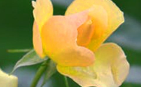 �茑(xi��)���������ĳ��Z(y��)��ȫ