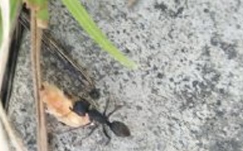 �P��Λρ�������V�Z�����x110�l��