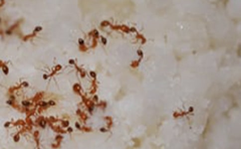 �nωρΛ�ģ������Λρ