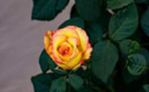 һ����õ�������������