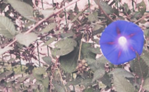 ����ϲ�g�Ġ�ţ�����ģ����x18ƪ��