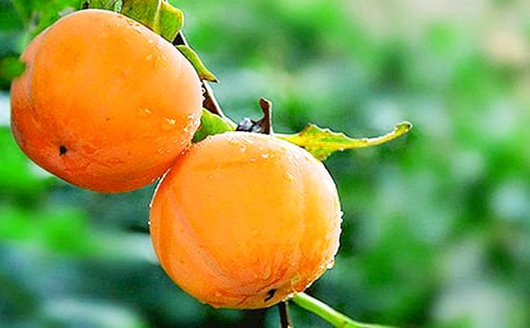 ժ����
