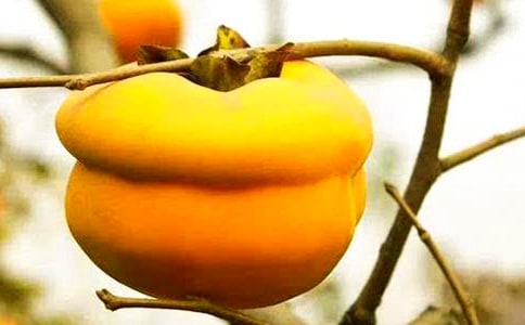 ��ѩ���ӡ����꼉�x���
