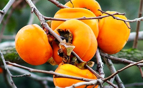 �P(gu��n)��ժ���ӵ�����