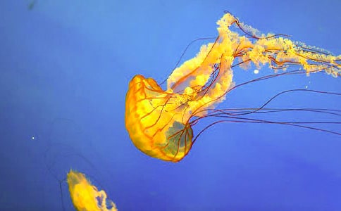 �����wˮĸ��Ů�����x���
