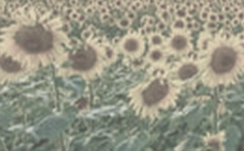 �����C(j��)������̫�(y��ng)������xӖ(x��n)��