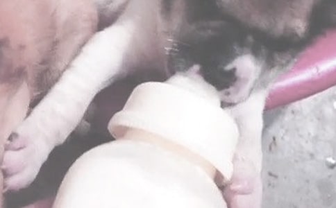 �ЋD��(m��ng)Ҋ(ji��n)ι����ʲô��˼