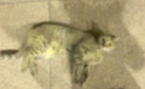 �Ҽҵ�С؈���꼉����300�ֺϼ�9ƪ