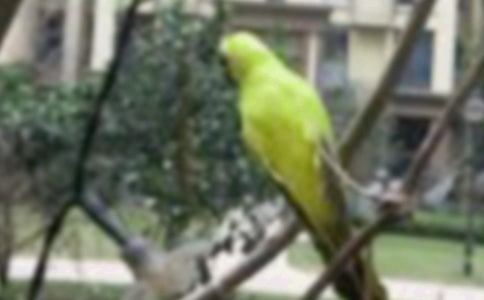 �P�ڶ��꼉С�B�����ģ����x92ƪ��