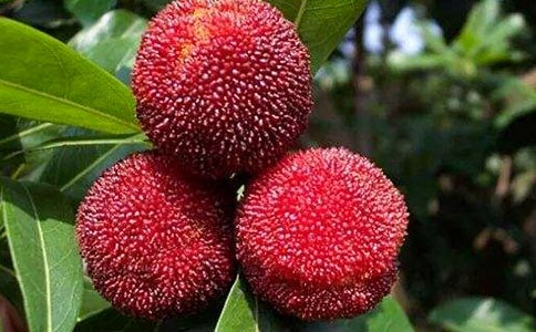 �茑��÷������