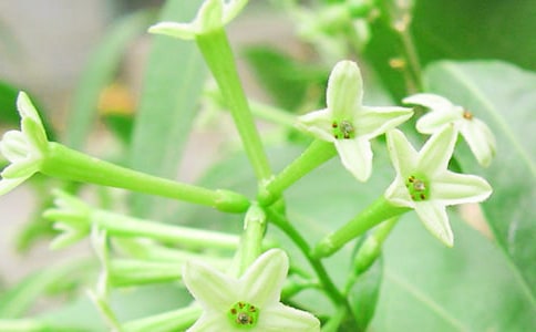 �茑ҹ�������ģ�ͨ��36ƪ��