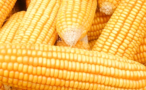 �۳����׵�С��