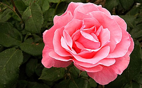 �¼�
