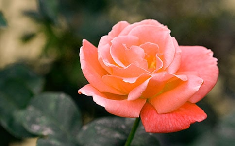 �茑�¼�����С�W���ģ�ͨ��18ƪ��
