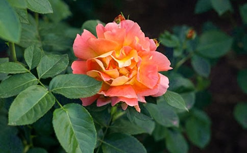 �¼������������꼉(j��)