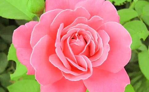 �¼���һ�꼉���ģ�ͨ��26ƪ��