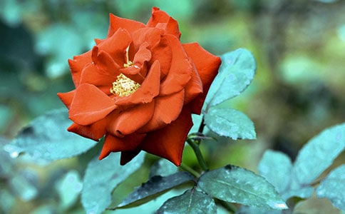 �P(gu��n)���¼����Ķ��꼉(j��)���ģ�ͨ��51ƪ��