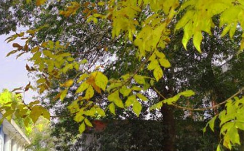 ���]�����簲���������x145�䣩