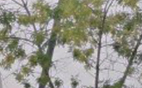 ���Â����簲���������x165�䣩