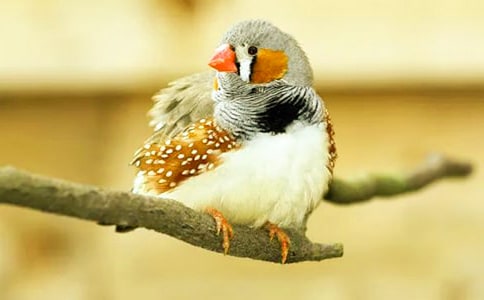 �������B(ni��o)���Ĺ�(ji��)�x��x����