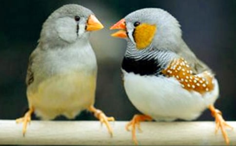 ���P(gu��n)�������B�����Z�Ľ̌W(xu��)��˼