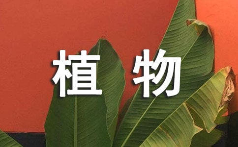 ��ľ��ֲ�����