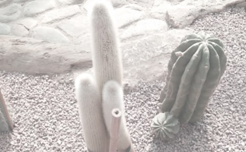 �¼���ֲ��@