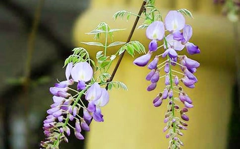 ���ٻ�450������_С�W������