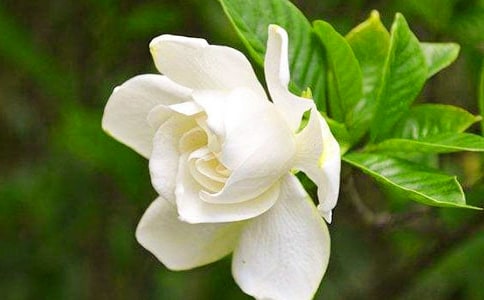�d�ӻ�