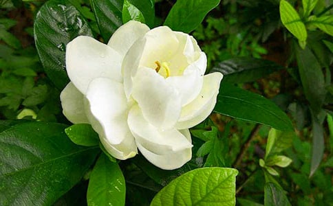 �d�ӻ�