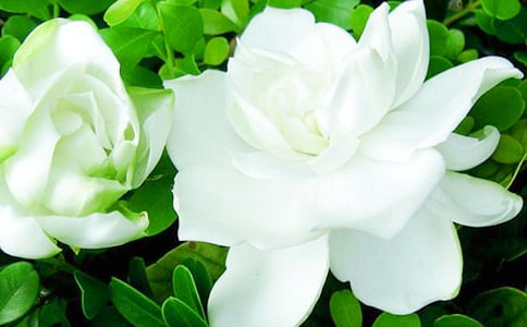 �d�ӻ�