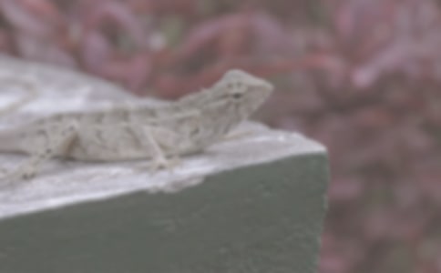 ��(m��ng)Ҋ��������ʲô��˼