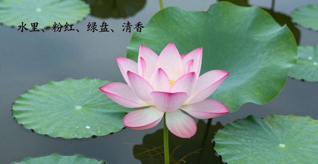 �P(gu��n)��ɏ�����i�Z
